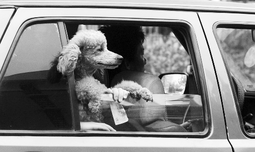 再帶著寵物出門(mén)坐出租車(chē)，可得想好了