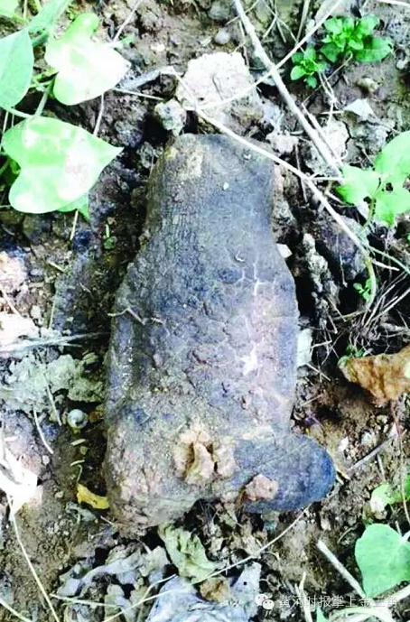 三門(mén)峽市民發(fā)現(xiàn)一公斤重野生“太歲” 三門(mén)峽市民發(fā)現(xiàn)一公斤重野生“太歲”