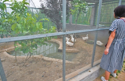 救助鳥類的大籠子里沒有鳥類，鴨子和鵝占了“鵲巢