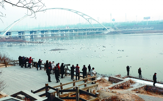 “哇!好多白天鵝。”