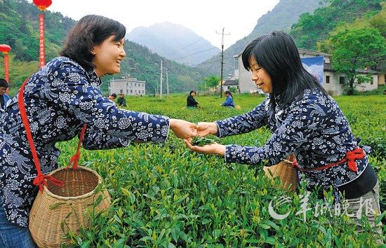 　　名茶六安瓜片原產(chǎn)地,游客身穿采茶女服裝在茶園體驗(yàn)采摘新茶的樂趣。