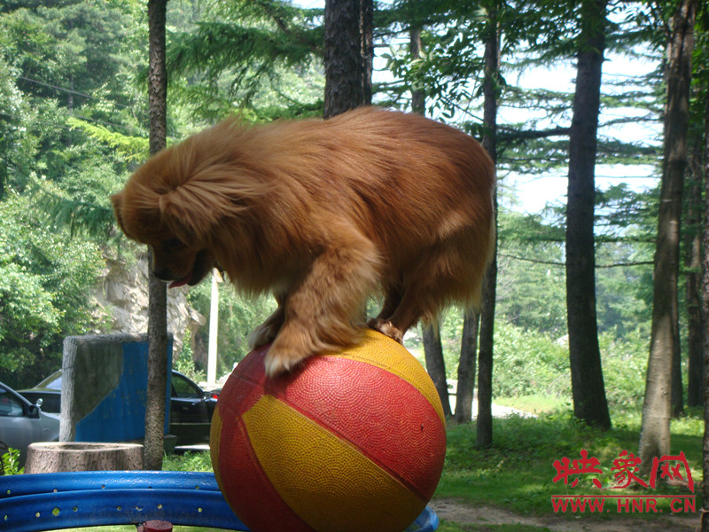小狗走繡球 小狗走繡球