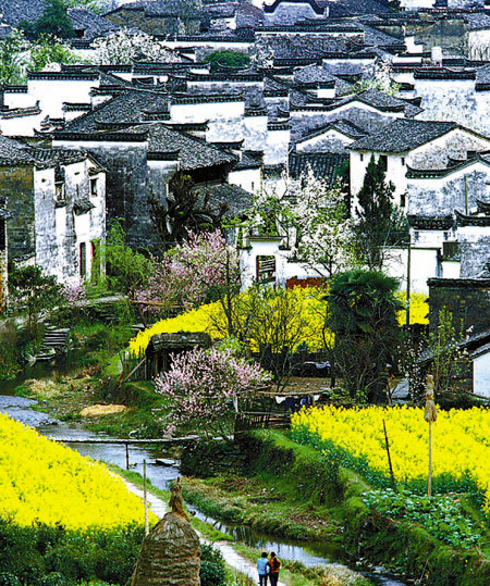 如何拍攝油菜花？達人教你7個拍攝技巧