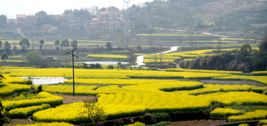 看油菜花不跑遠(yuǎn) 盤(pán)點(diǎn)專(zhuān)屬河南的油菜花田