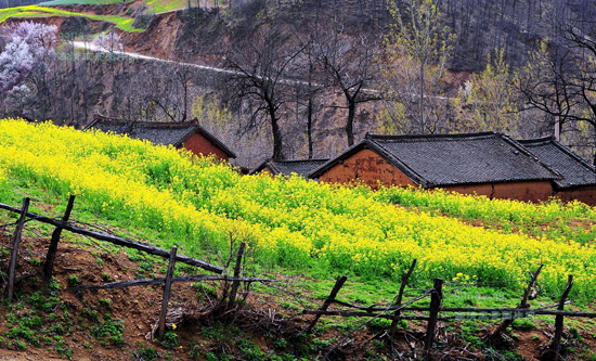 看油菜花不跑遠(yuǎn) 盤(pán)點(diǎn)專(zhuān)屬河南的油菜花田