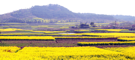 看油菜花不跑遠(yuǎn) 盤(pán)點(diǎn)專(zhuān)屬河南的油菜花田