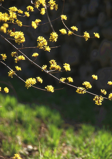 有一種呼喚，叫春天里的蟒河！