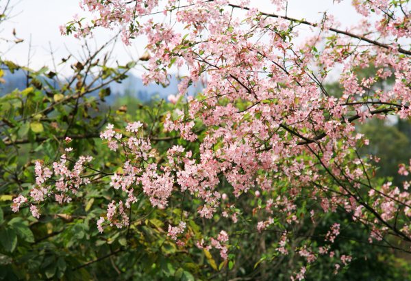 春享峨眉，樂游其中，且玩且珍惜