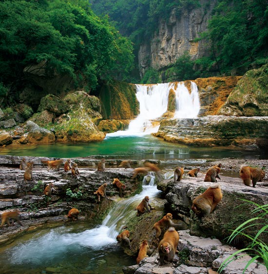 小長假游客扎堆蟒河、擠爆猴山