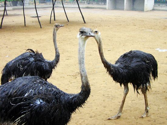 亞洲最大的鴕鳥養(yǎng)殖示范基地 亞洲最大的鴕鳥養(yǎng)殖示范基地