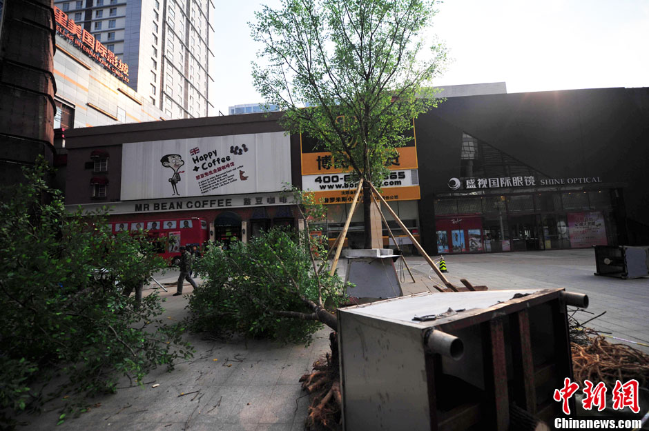 我和我的小伙伴們都驚呆了！沈陽(yáng)真樹"種"上假樹葉