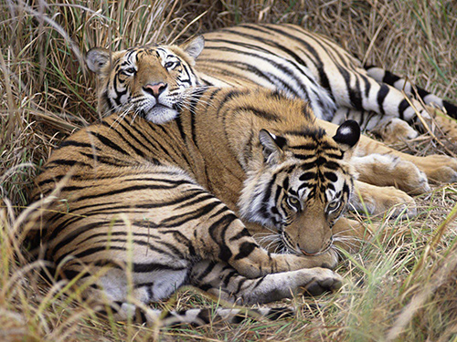 拉賈斯坦邦觀(guān)虎好去處