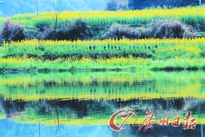 　　江嶺梯田落差不大,但有花有水。