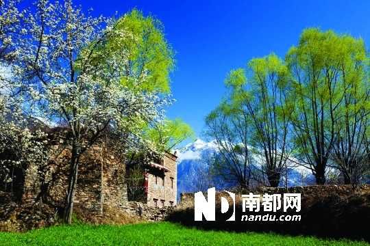　　三月里,川西北的梨花盛放,寨子、碉樓、梨花……構成最美的丹巴風光。