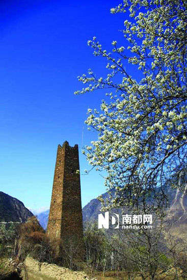 　　丹巴的碉樓與梨花互相輝映。