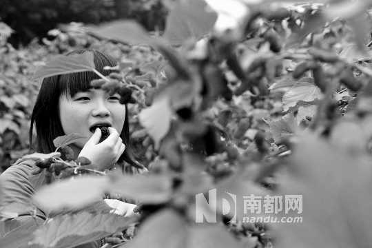 　　　　寶桑園桑葚已成熟,“五一”假期前都是吃桑葚的季節(jié)。南都記者 李向新 攝