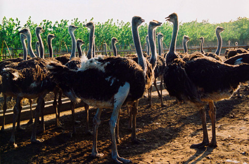 鴕鳥園精彩活動(dòng)邀您來(lái)參加