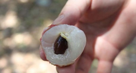 　　這就是傳說(shuō)中的瓤肉瑩白如冰雪,漿液甘酸如醴酪。大家一下就摘了半筐。