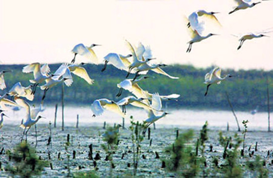 冬季觀鳥正當(dāng)時:捕捉美麗 拍攝優(yōu)雅