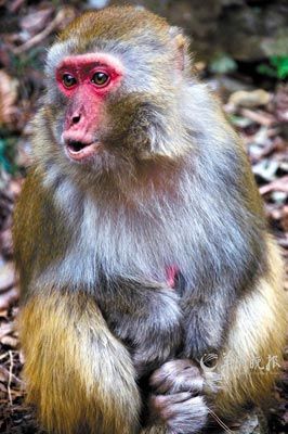 　　金鞭溪四周也是野猴的聚集地。