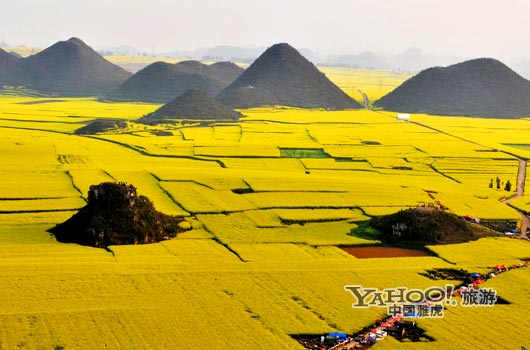 　　說到羅平, 無人不知,只因那有全國面積最大的油菜花田。(圖片來源:CFP)