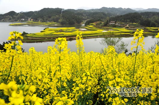 　　成片的油菜花同時開放,置身于其中,會感受到色彩給人的震撼和陶醉。(圖片來源:CFP)