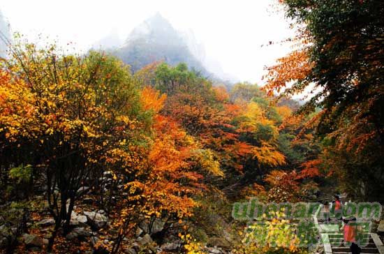 深秋去堯山賞紅葉、泡溫泉、拜大佛