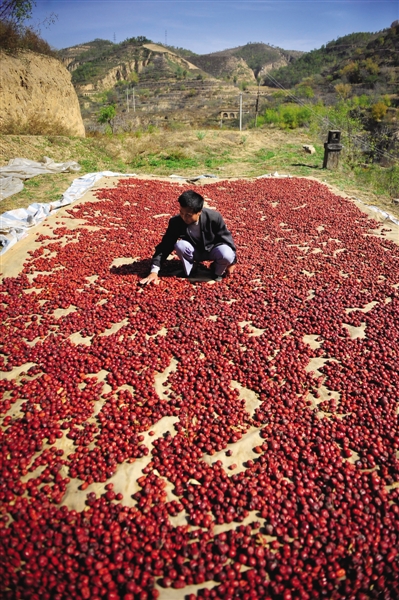 黃老漢家窯洞頂上鋪著一層紅棗,這也是他做黃饃饃的餡料。