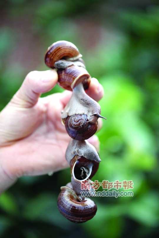 廣西的野生蝸牛追求原汁原味，做法也非常精簡(jiǎn)。