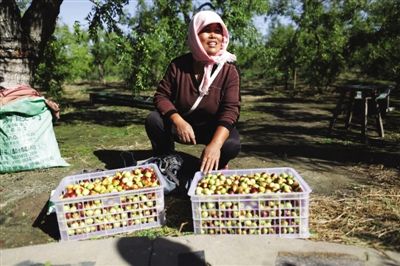 黃驊冬棗與梭子蟹齊名，但很多外地人并不知道它的好。