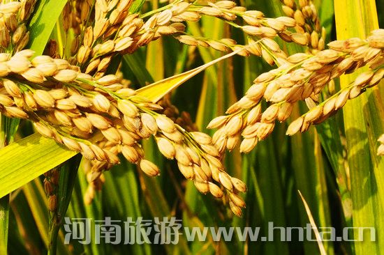 【新鄉(xiāng)特產(chǎn)】原陽(yáng)大米