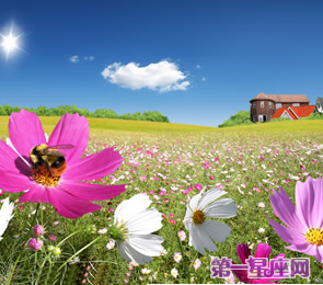 十二星座代表什么花？