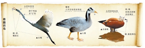 候鳥(niǎo)遷徙引市民關(guān)注 網(wǎng)友：保護(hù)鳥(niǎo)類(lèi)要先了解它們