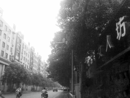 　　樹木枝繁葉茂，幾乎完全擋住紅綠燈 網(wǎng)友供圖