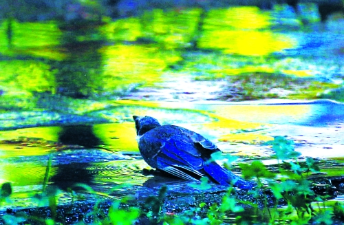 昨天，離三伏結束還有5天，鄭州、洛陽拉響“紅色警報”