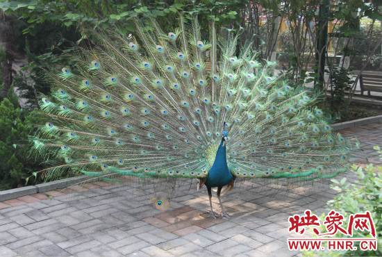 游客們來到動物園可以近距離觀賞孔雀開屏。