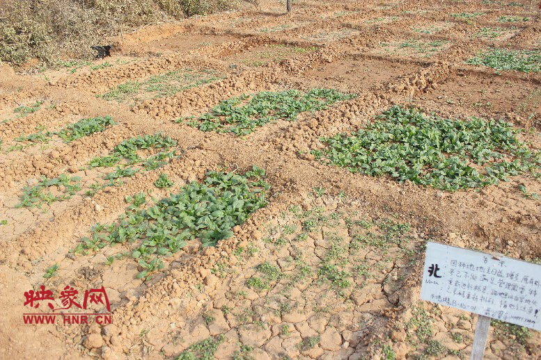 開心農(nóng)場哦，你可以再這兒包地，無毒無公害綠色產(chǎn)品