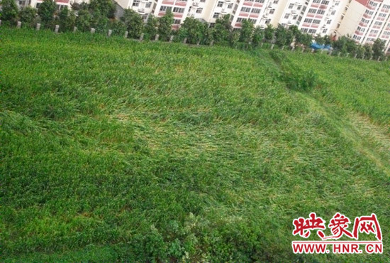 據(jù)映象網(wǎng)網(wǎng)友趙冠召反映，8月7日下午鄭州高新技術(shù)開發(fā)區(qū)突降暴雨冰雹，致使附近農(nóng)田近三分之一玉米倒伏