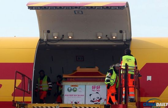 大熊貓“好好”抵達布魯薩爾國際機場。記者 付敬 攝