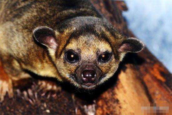 老奶奶醒來(lái)發(fā)現(xiàn)胸口異獸 嚇一大跳竟是蜜熊香蕉出來(lái)調(diào)皮/圖