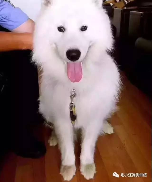 薩摩耶混吃混喝1個(gè)月 交警隊(duì)尋主人:我們被吃窮了 薩摩耶混吃混喝1個(gè)月 交警隊(duì)尋主人:我們被吃窮了