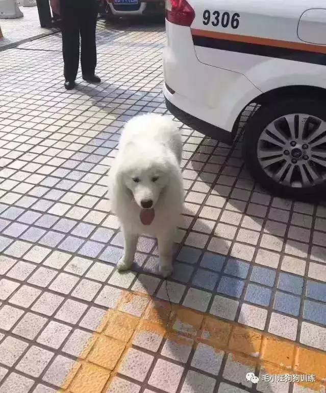 薩摩耶混吃混喝1個(gè)月 交警隊(duì)尋主人:我們被吃窮了 薩摩耶混吃混喝1個(gè)月 交警隊(duì)尋主人:我們被吃窮了