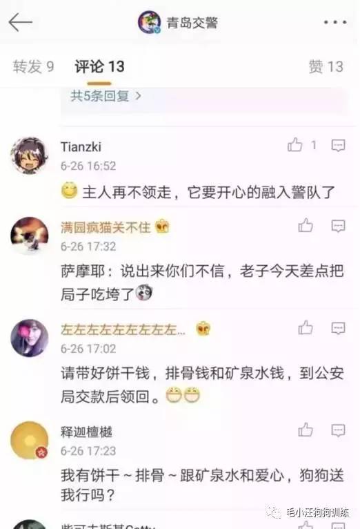 薩摩耶混吃混喝1個(gè)月 交警隊(duì)尋主人:我們被吃窮了 薩摩耶混吃混喝1個(gè)月 交警隊(duì)尋主人:我們被吃窮了