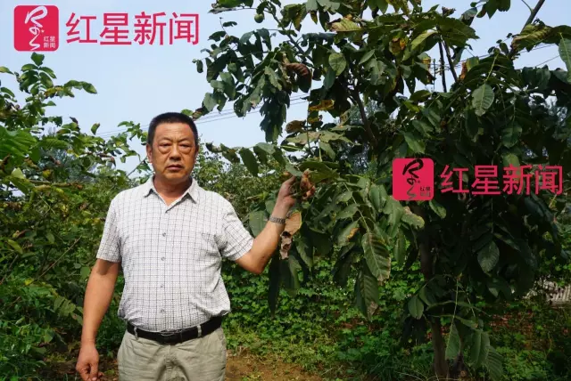 文玩核桃遇冷由幾萬一對(duì)降到5元沒人要？商戶否認(rèn)