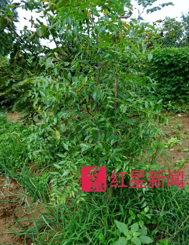 文玩核桃遇冷由幾萬一對(duì)降到5元沒人要？商戶否認(rèn)