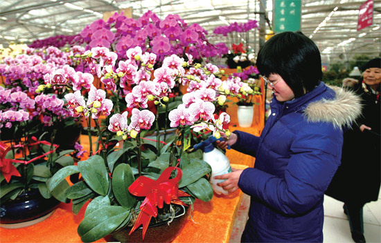 春節(jié)即將來(lái)臨，蝴蝶蘭依舊是節(jié)日花卉市場(chǎng)上最吸引眼球的品種，但銷量沒(méi)有去年同期好