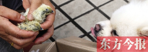 彭女士從老家?guī)淼拿u蛋，應(yīng)該屬于“活胎毛蛋”