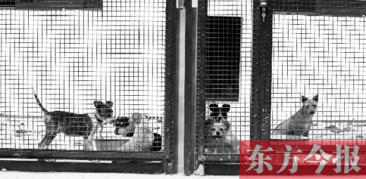 被主人遺棄的小狗暫時寄居在鄭州市犬只收容中心內(nèi)，如果沒有人來認領，他們將被處以安樂死
