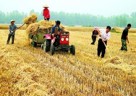 6月1日，舞鋼市礦建街道張我莊村幫扶隊員在幫村民收秸稈。