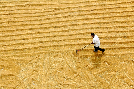 6月7日，內(nèi)黃縣城關(guān)鎮(zhèn)農(nóng)民在晾曬小麥。